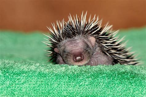 The Ultimate Hedgehog Teeth Care Guide