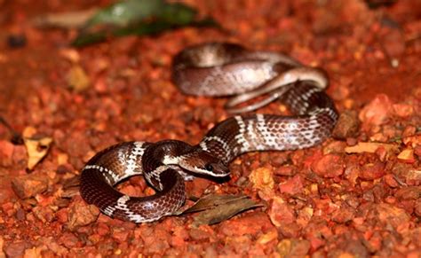 Indian Wolf Snake Snakes Of Peninsular India · Inaturalist