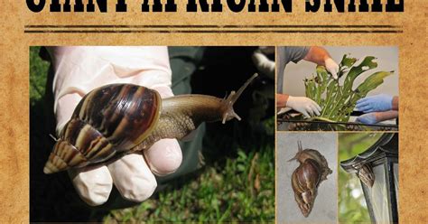 Center For Invasive Species And Ecosystem Health Giant African