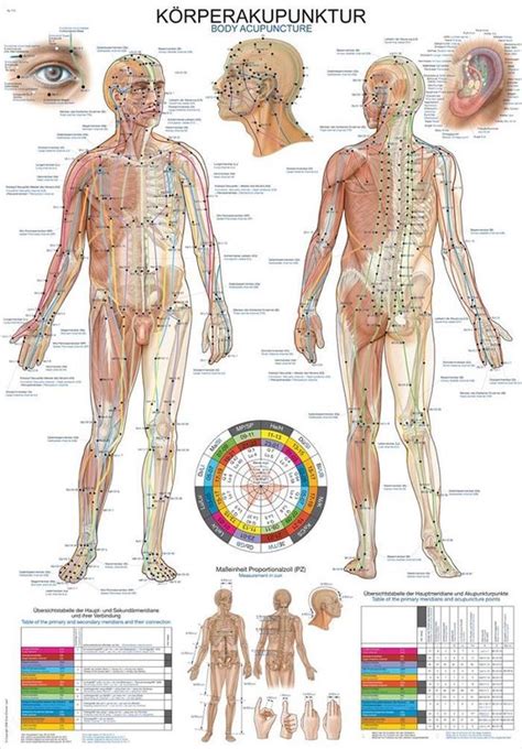 Het Menselijk Lichaam Anatomie Poster Meridianen Duitsengels Papier