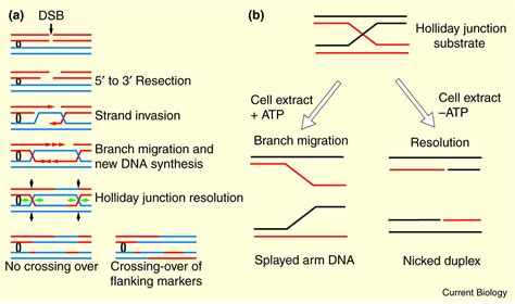 Recombination Homologous Recombination Branches Out Current Biology