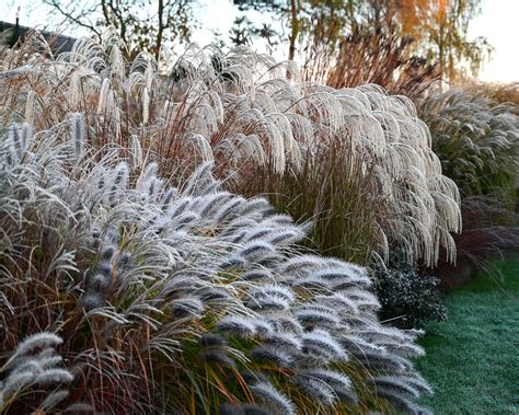 Miscanthus Sinensis Silver Charm Bare Roots — Buy White Elephant