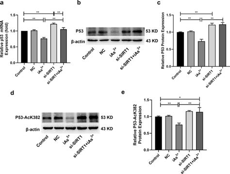 Low Dose Of Ias³⁺ Inhibited P53 By Regulating Sirt1 L 02 Cells Were Download Scientific