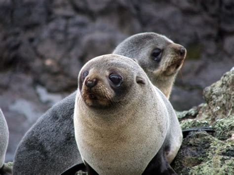 New Zealand Wildlife l How To See Incredible Endangered Species of NZ ...