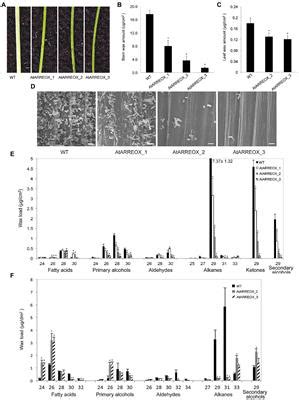 Frontiers The ARRE RING Type E3 Ubiquitin Ligase Negatively Regulates