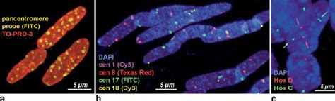 4 Fish On Sections Of Paraffin Embedded Tissues A Nuclei Of Human