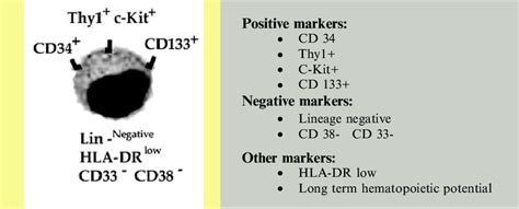 2. Human hematopoietic stem cell markers | Download Scientific Diagram