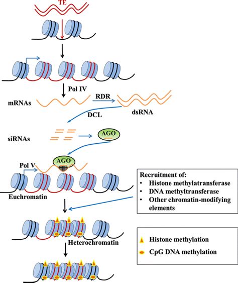 Possible Mechanism Of Heterochromatin Formation In The Sex Chromosome