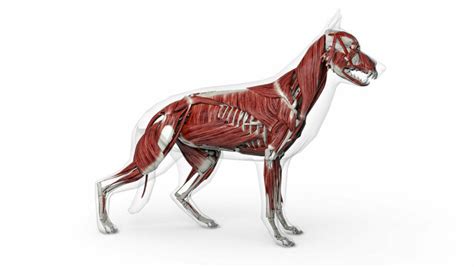 Dog Muscle Diagram