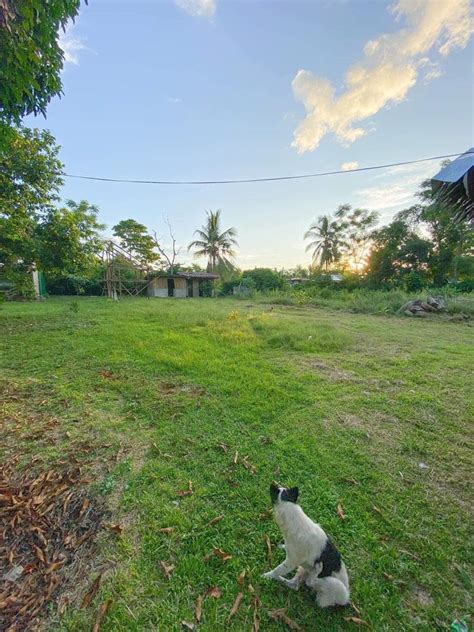 Dauis Bohol House And Lot For Sale Property For Sale House Lot On