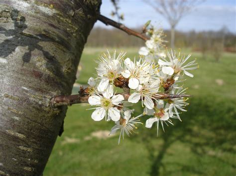 Prunus Cerasifera Prunus Myrobolan