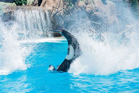 Killer Whales Shows In The Famous Seaworld Editorial Photography