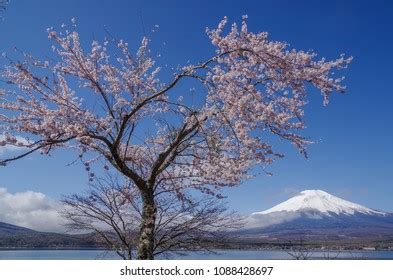 Cherry Blossom Tree Mtfuji Yamanaka Lake Stock Photo 1088428697 ...