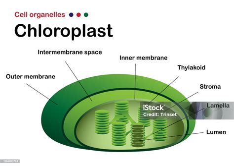 diagram biologi menunjukkan struktur kloroplas ilustrasi stok