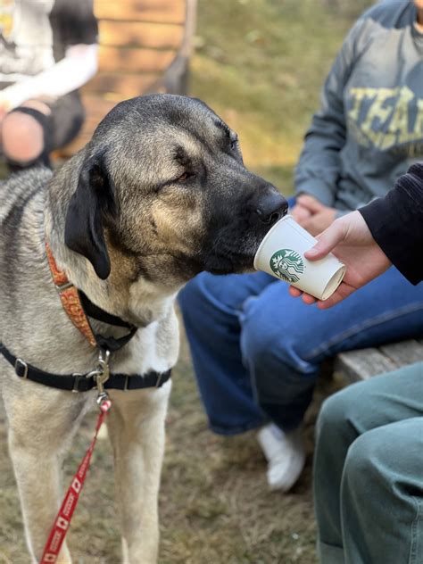 This guide explains the animal dog adoption process 26