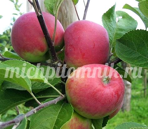 Красное раннее