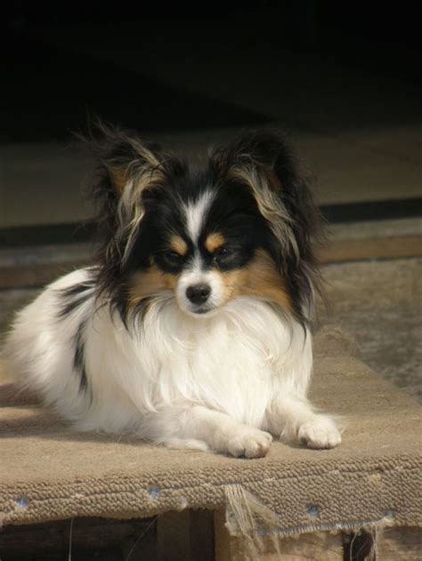 119 best Papillon, Papillon and Pomeranian mix, and Papillon and Jack Russell mix: In honor of ...