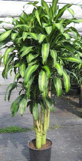 Dracaena Massangeana Mass Cane Plant Growing And Care