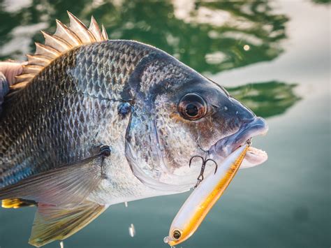 Bream trends: How to catch bream on lures - Fishing World Australia