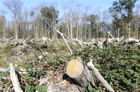 Nos Forêts Se Meurent Quels Sont Les Arbres Les Plus Touchés Par La