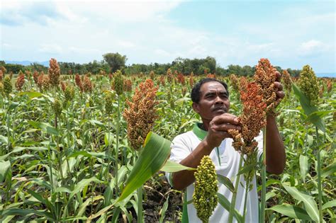 Mahasiswa Kkn Kenalkan Tanaman Sorgum Pada Kelompok Tani Desa Balayo