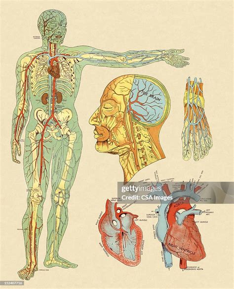 Human Arteries And Veins