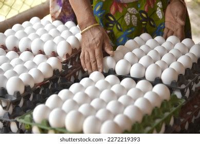 Eggs Produced By Laying Hens Laying Stock Photo 2272219393 | Shutterstock