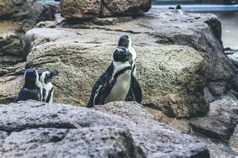 Group of Galapagos Penguins in Kyoto Aquarium 11 April 2012 Editorial ...