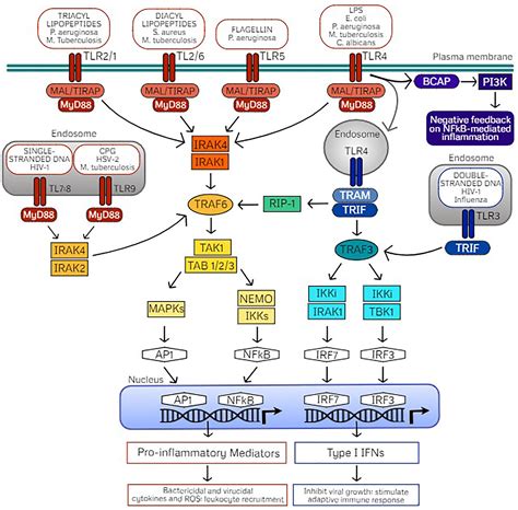 Frontiers TLR Agonists As Mediators Of Trained Immunity Mechanistic