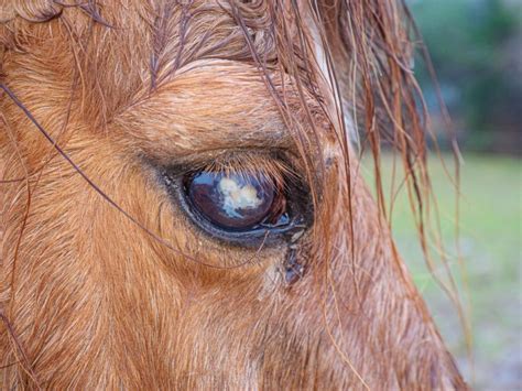 Common Eye Conditions in the Horse - Leatherstocking Veterinary Group