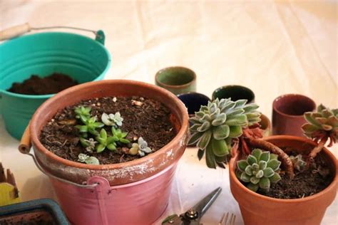 Rempoter Des Boutures De Succulentes Plants Planter Pots Planters