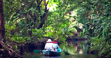 Tour De Canoa Explora La Majestuosidad Del Parque Nacional Tortuguero