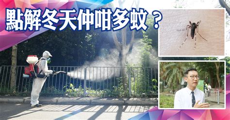 探射燈：本地登革熱爆發 部門滅蚊各顧各｜即時新聞｜港澳｜oncc東網