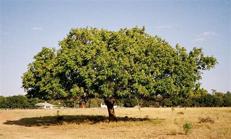 Birds Of Australia Key Plants White Cedar Melia Azedarach