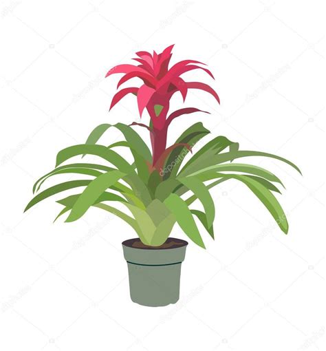 Planta Decorativa Bromeliad Guzmania Planta Interior Vector