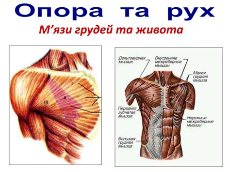 Опора та рух. М’язова система - презентация онлайн