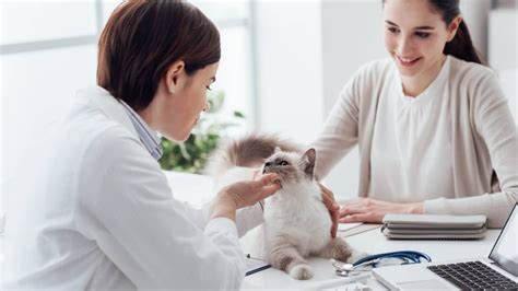 How Much Does It Cost To Visit A Vet Rspca Pet Insurance