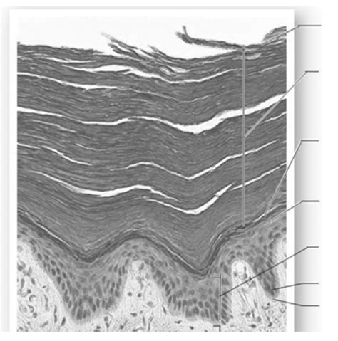 Layers Of Epidermis And Dermis Diagram Quizlet