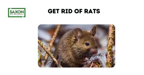 Get Rid Of Rats Saxon Pest Management