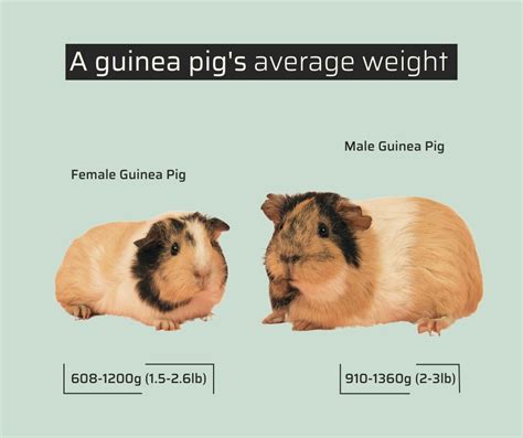 Guinea Pig Size Guide With 4 Factors You Must Know - More Guinea Pigs