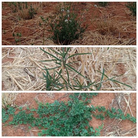 Optimising Weed Management Efficiency: Exploring Residual-Based
