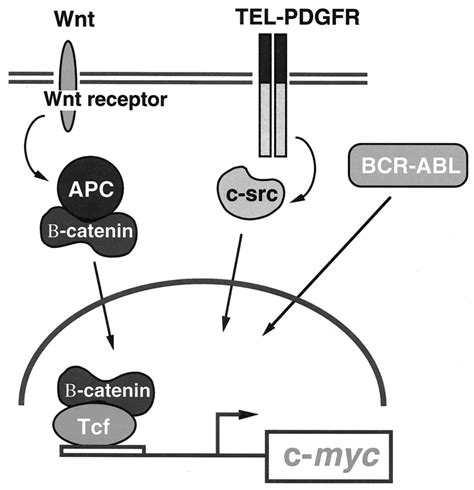 The c-myc gene is a central oncogenic switch for oncogenes and the... | Download Scientific Diagram