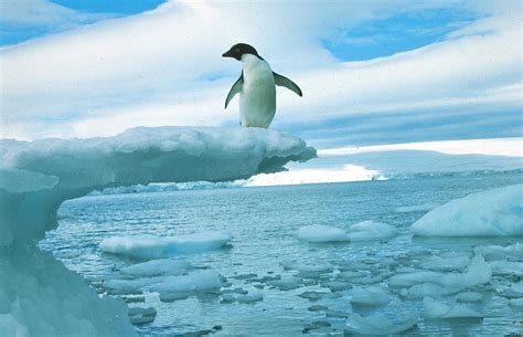 Antarctica's penguins are in trouble, new report shows - CBS News