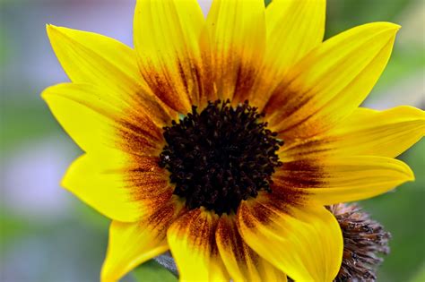 Sunflower Petals Plant - Free photo on Pixabay - Pixabay