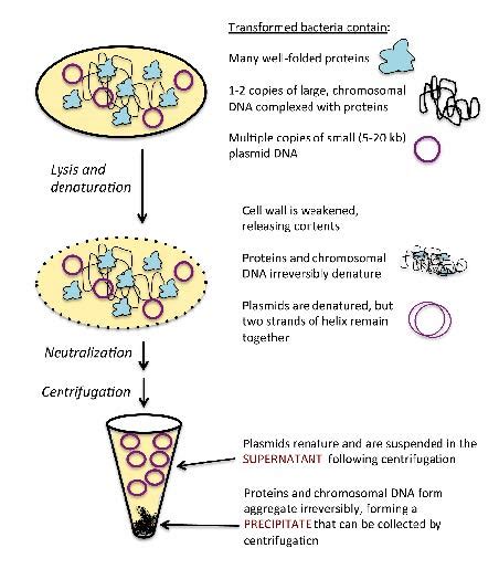 Plasmid Isolation