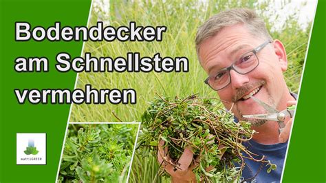 Bodendecker Einfach Vermehren Das Kann Jeder Schneller Geht Es