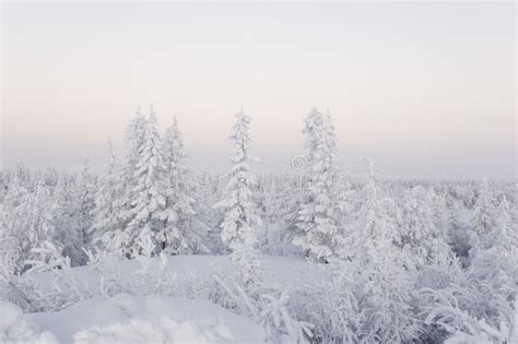 Winter Day Naked Trees And Pines Covered With White Snow On There Branches Walking On Nature