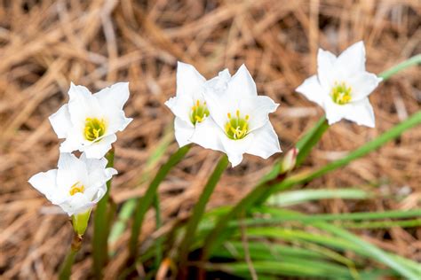 How to Grow and Care for Rain Lilies