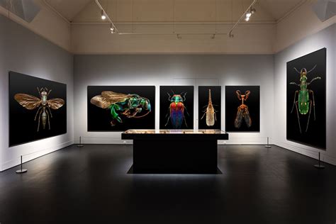 Microsculpture The Insect Portraits Of Levon Biss Museum Exhibition