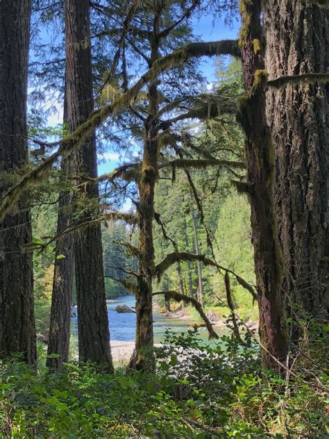 Naked Elk Lodge Visit Rainier